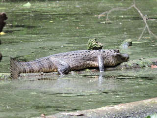 Krokodil im Wasser