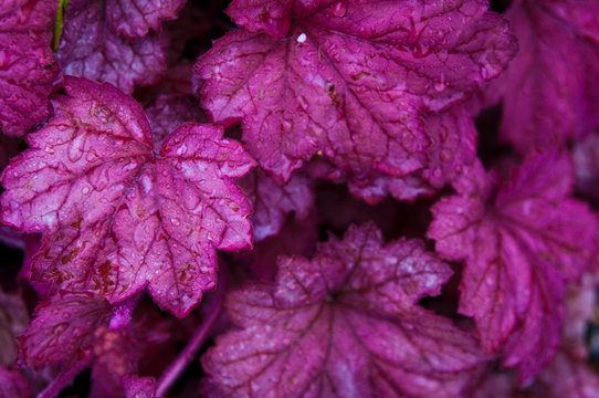 Alumbloom, Or Alumroot Plant Close-up