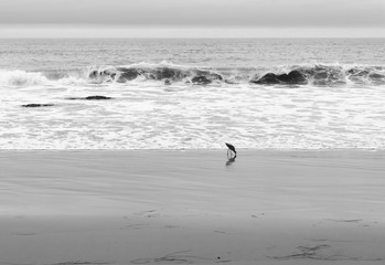 Feathered solitude watching a seabird along the surf in New Port, California 