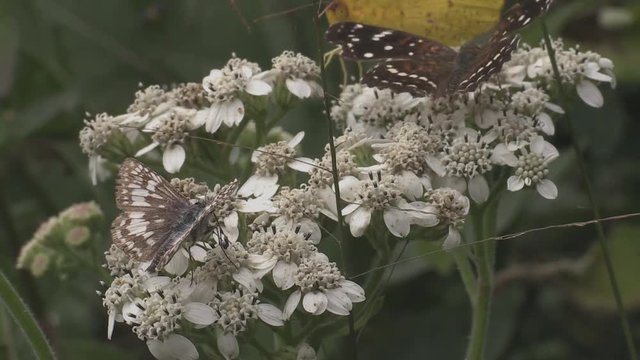 Butterfly taking nectar from flowers 1247 7