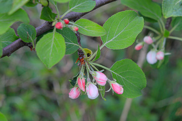 Pink flower buds of an apple tree