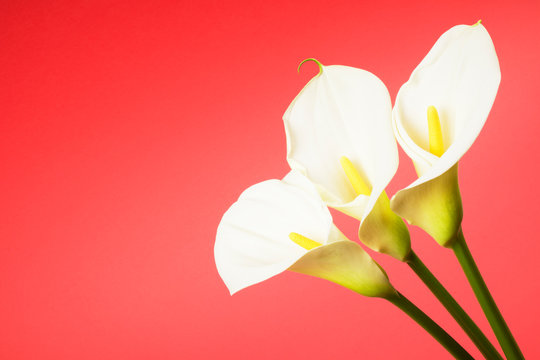 Calla Lily Arum Flower