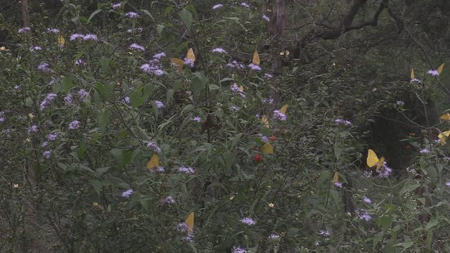  Butterfly taking nectar from flowers 1247 8