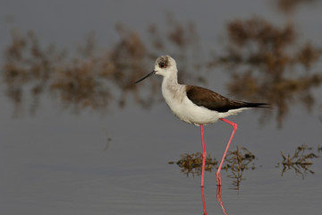 Obraz premium white ibis