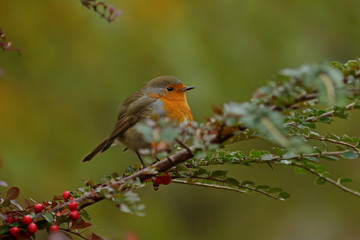 robin on a branch