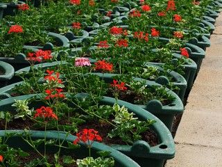 Large green sturdy plastic flower pots with flowering mostly red Pelargionum flowers prepared for decorating street lighting lamps.