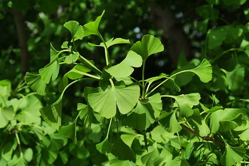 Spring twin lobed green leaves of Gingko Biloba tree, sunbathing in daylight sunshine