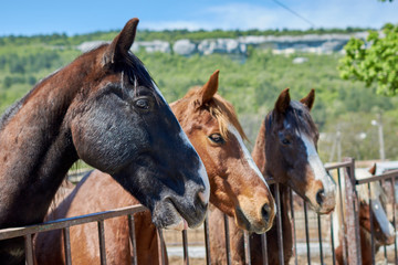 Various horses  on the farm outdoors