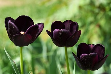 Three so called black tulips, hybrid Queen Of Night, sunbathing in afternoon spring sunshine. Real...