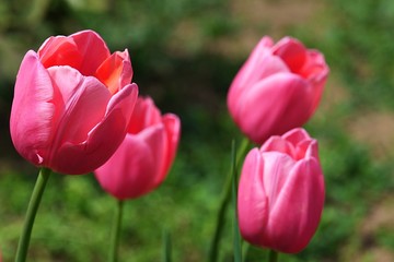 Fuchsia-pink bowl shaped tulip flower of Esther hybrid sunbathing in afternoon spring sunshine