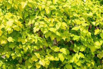 Physocarpus opulifolius 'Aurea'.plants from botanical garden for catalog. Natural lighting effects. Shallow depth of field. Selective focus, handmade of nature. Flower landscape
