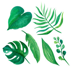 .watercolor illustration drawn by hand. Tropical leaves