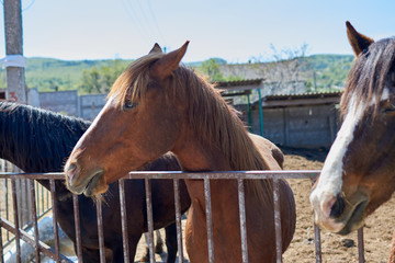 Various horses  on the farm outdoors