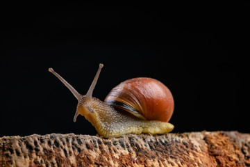 A small snail snail on a piece of wood. Slowly crawling snail with a house on the back.