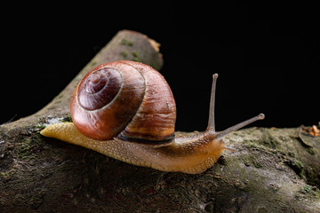 A small snail snail on a piece of wood. Slowly crawling snail with a house on the back.