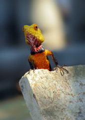 Portrait of a bright, multi-colored lizard on building materials in Sri Lanka