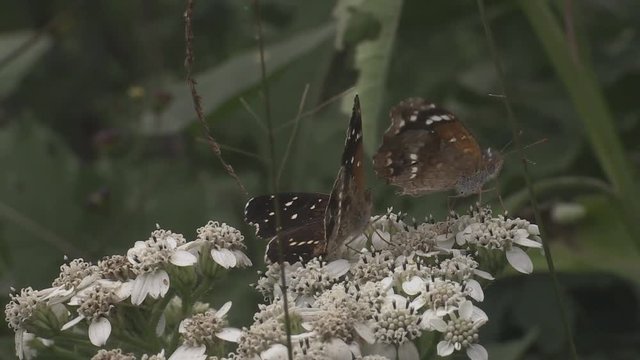 Butterfly taking nectar from flowers 1247 9
