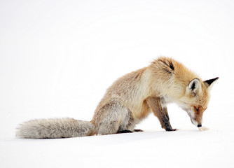 Image of a wild fox in winter natural habitat