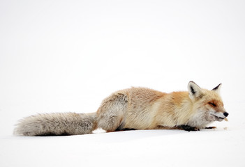 Image of a wild fox in winter natural habitat