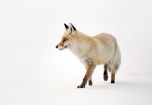 Image of a wild fox in winter natural habitat