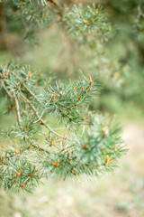 Young pine branches in spring.