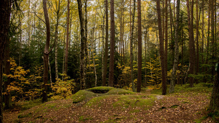 Obraz premium Hochwald im Spätherbst
