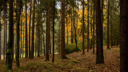 Hochwald mit herbstlichen Laubbäumen