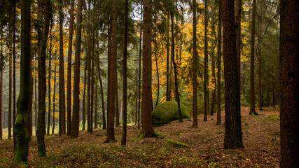 Hochwald mit herbstlichen Laubbäumen