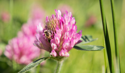 Bee enjoying what's best