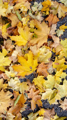 Picturesque autumn maple leaves of red, yellow, orange colours on the ground. Vertical colourful photo for background, banner. Stock photo