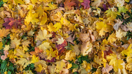 Autumn maple leaves of red, yellow, orange, burgundy colours on the green grass. Horizontal colourful photo for background, banner. Stock photo