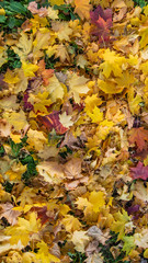 Naklejka na ściany i meble Autumn maple leaves of red, yellow, orange, burgundy colours on the green grass. Vertical colourful photo for background, banner. Stock photo