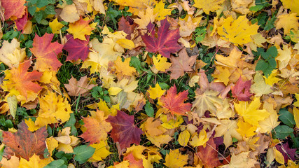 Naklejka na ściany i meble Picturesque autumn maple leaves of red, yellow, orange, burgundy colours on the green grass. Horizontal colourful photo for background, banner. Stock photo