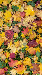 Picturesque autumn maple leaves of red, yellow, orange, burgundy colours on the green grass. Vertical colourful photo for background, banner. Stock photo