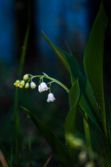 Obraz premium lily of the valley