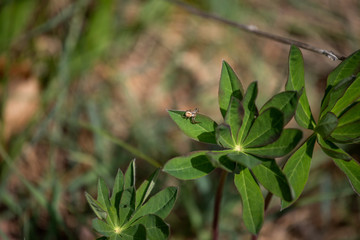 green leaves