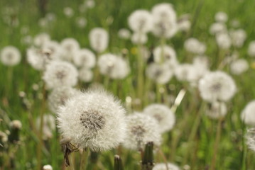 field with dandelion seeds
