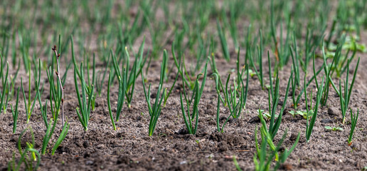 green leaves onions, spring planting