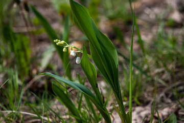 lily of the valley