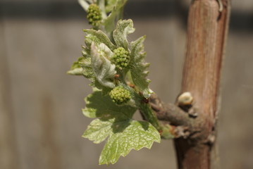 young branch of grapes close up