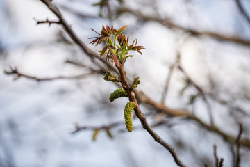 blooming nut