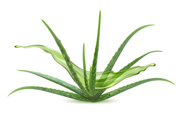 Realistic aloe vera vector illustration on white background