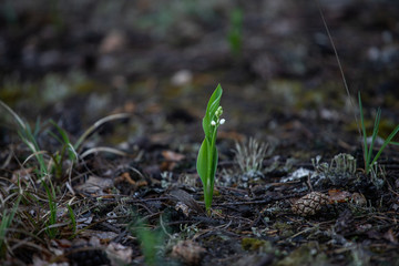 lily of the valley