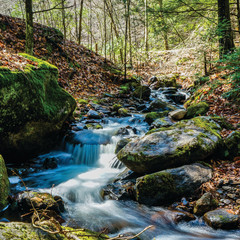 Fototapeta premium brook in the woods 