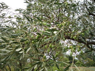 branch of a olive tree