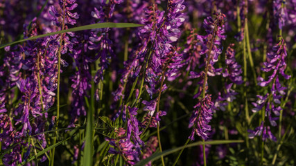Fototapeta premium flowers in the field bloom in the meadow