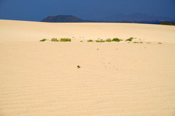 Sand Dunes and beach in National Park Corralejo, Fuerteventura.