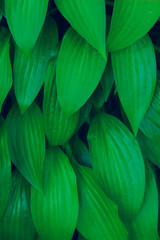 Green Leaves Background, Close Up. Beautiful Nature Background. Green Leaves, Vertical Shot.