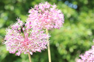 Flower head of Allium Pink Sensation on blurred background. Allium aflatunense.