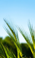 ears of wheat against the sky